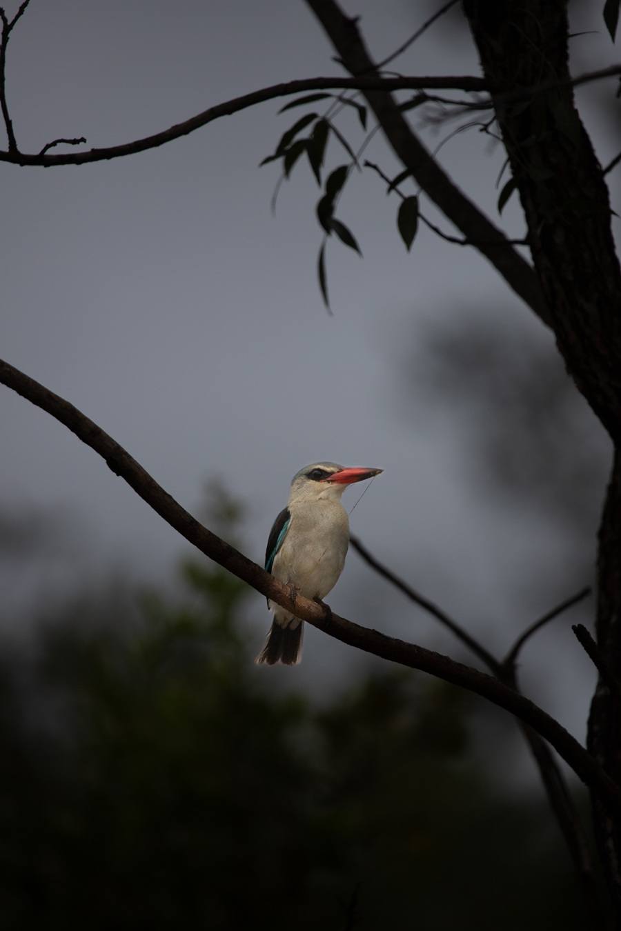 Woodland kingfisher perched before seasonal migration from South Africa