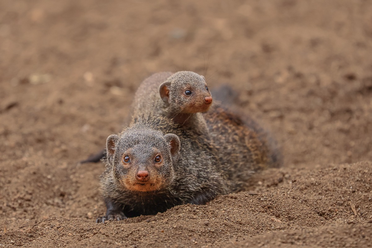 Banded mongoose mother grooming her pup in late afternoon light