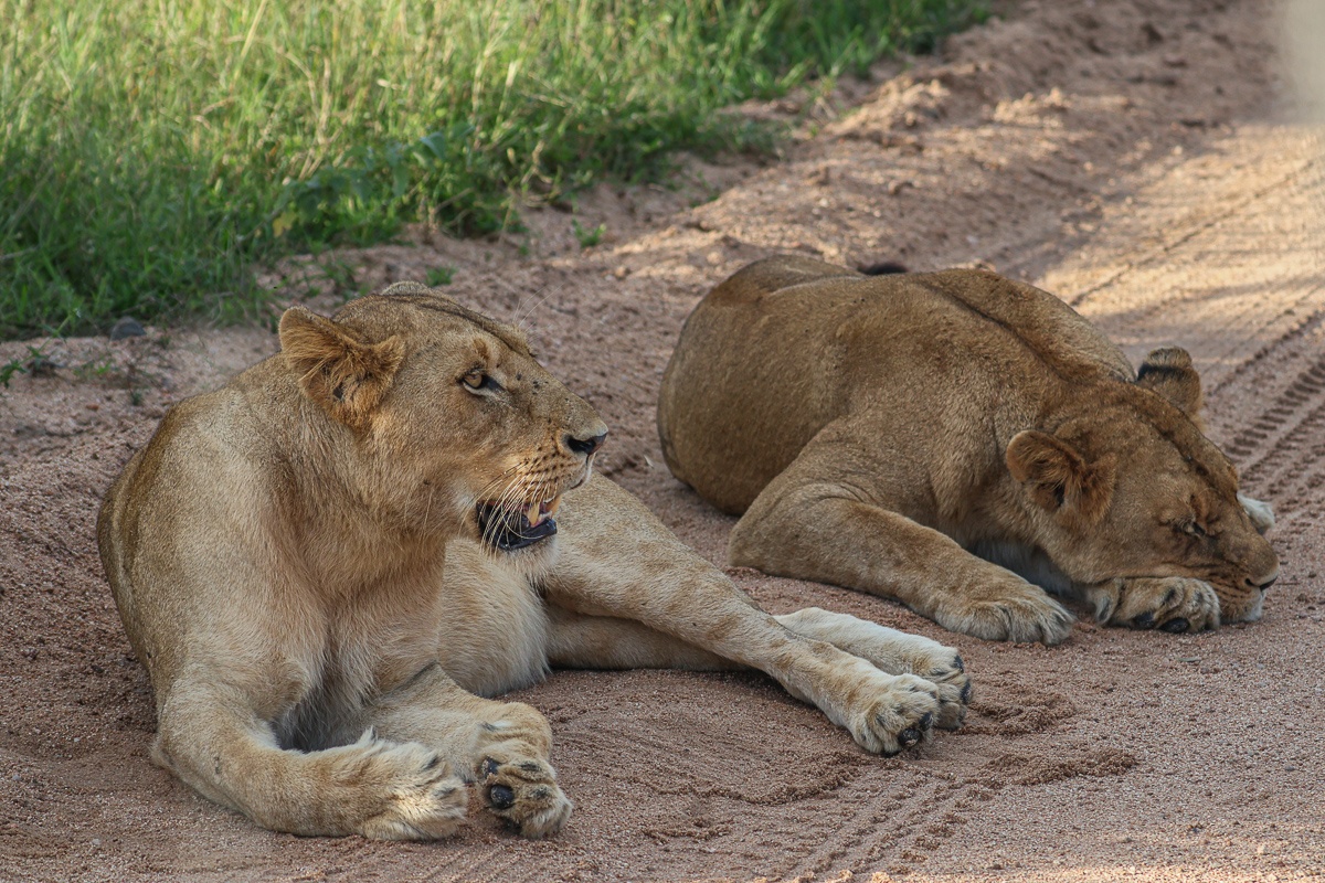 Southern Pride lioness resting on sandy road to stay cool