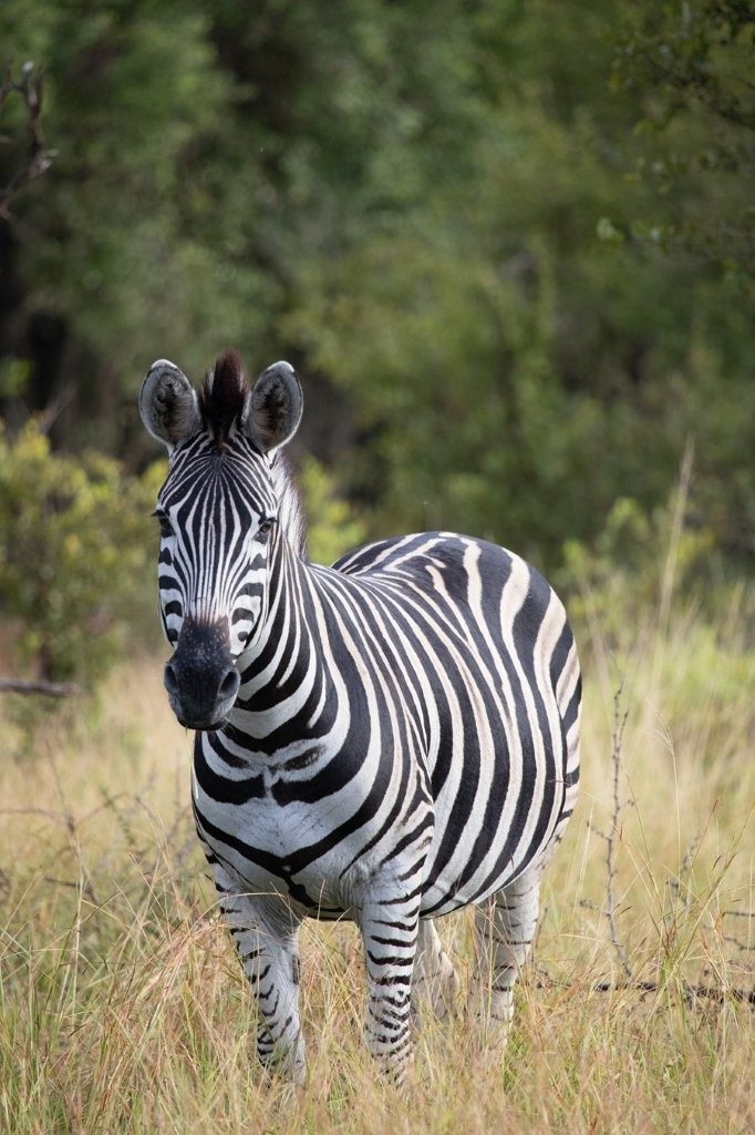 Close-up of plains zebra stripes showing unique pattern.