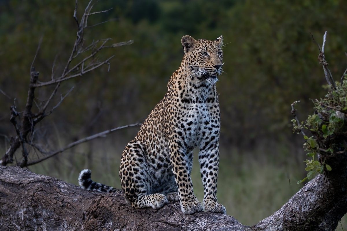 Kurhula leopard focused on potential prey movement.