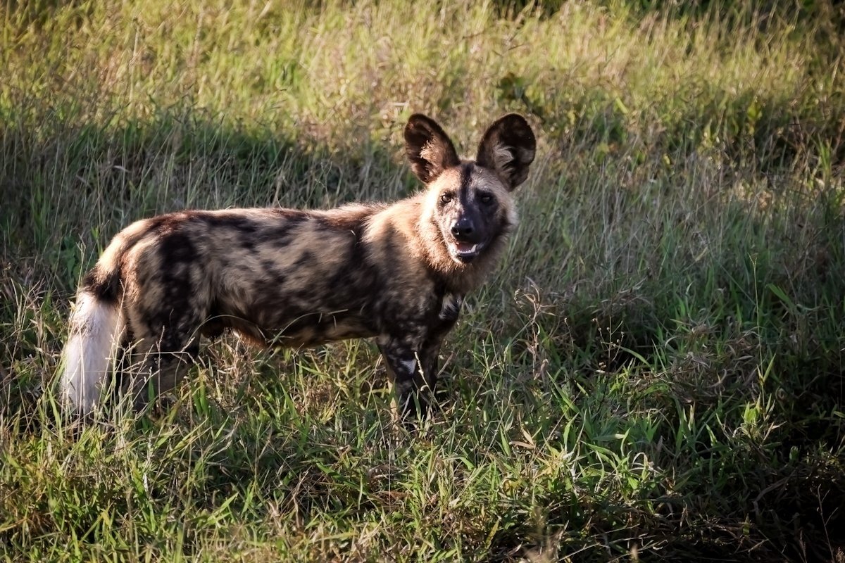 African wild dogs moving together through the reserve.