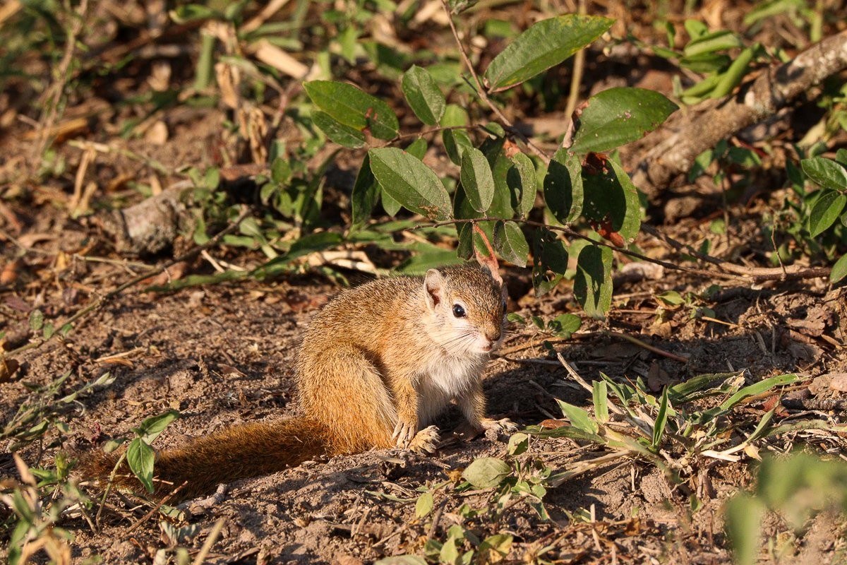 Tree squirrel feeding on seeds in the early morning sunshine