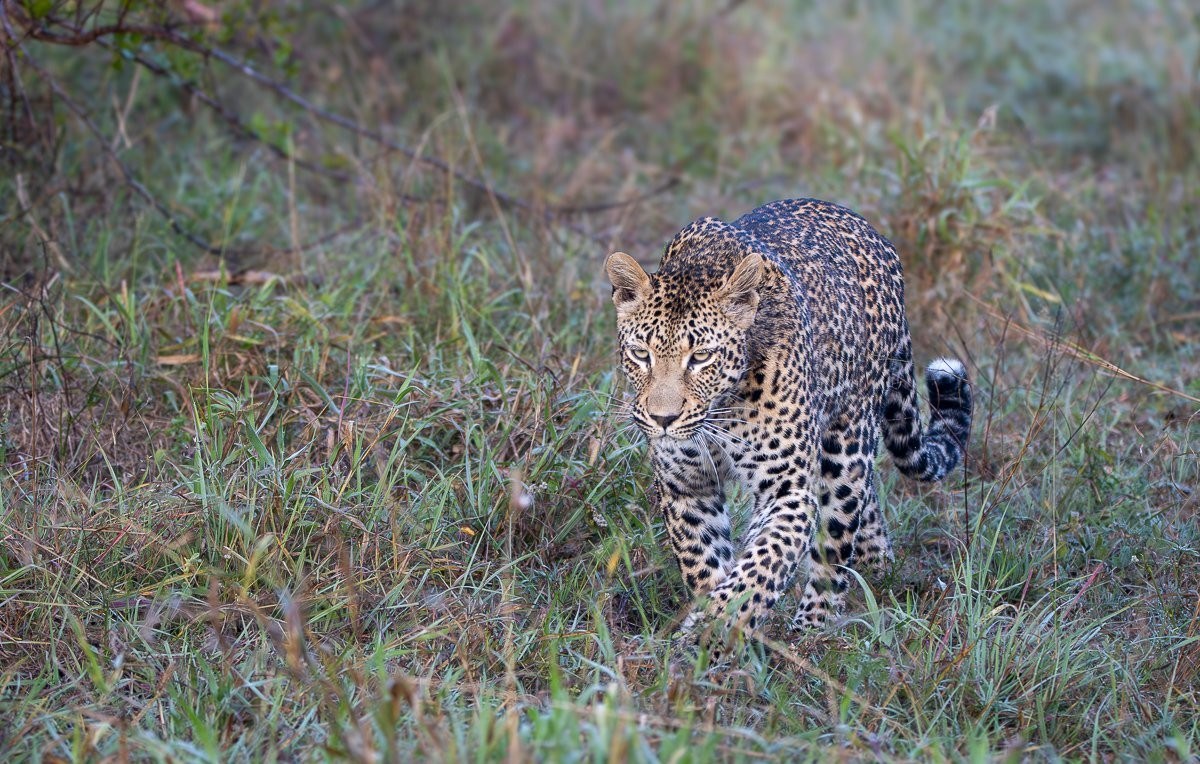 Kurhula leopard resting in tall grass after an unsuccessful hunting attempt