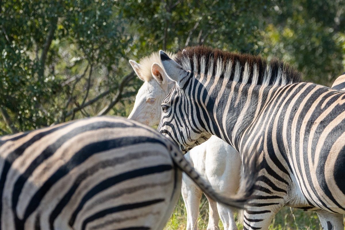 Close-up view of a leucistic zebra foal displaying its pale coat