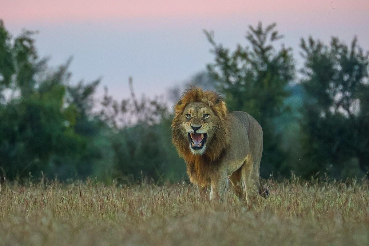 Lions moving together across the private airstrip at Sabi Sabi.