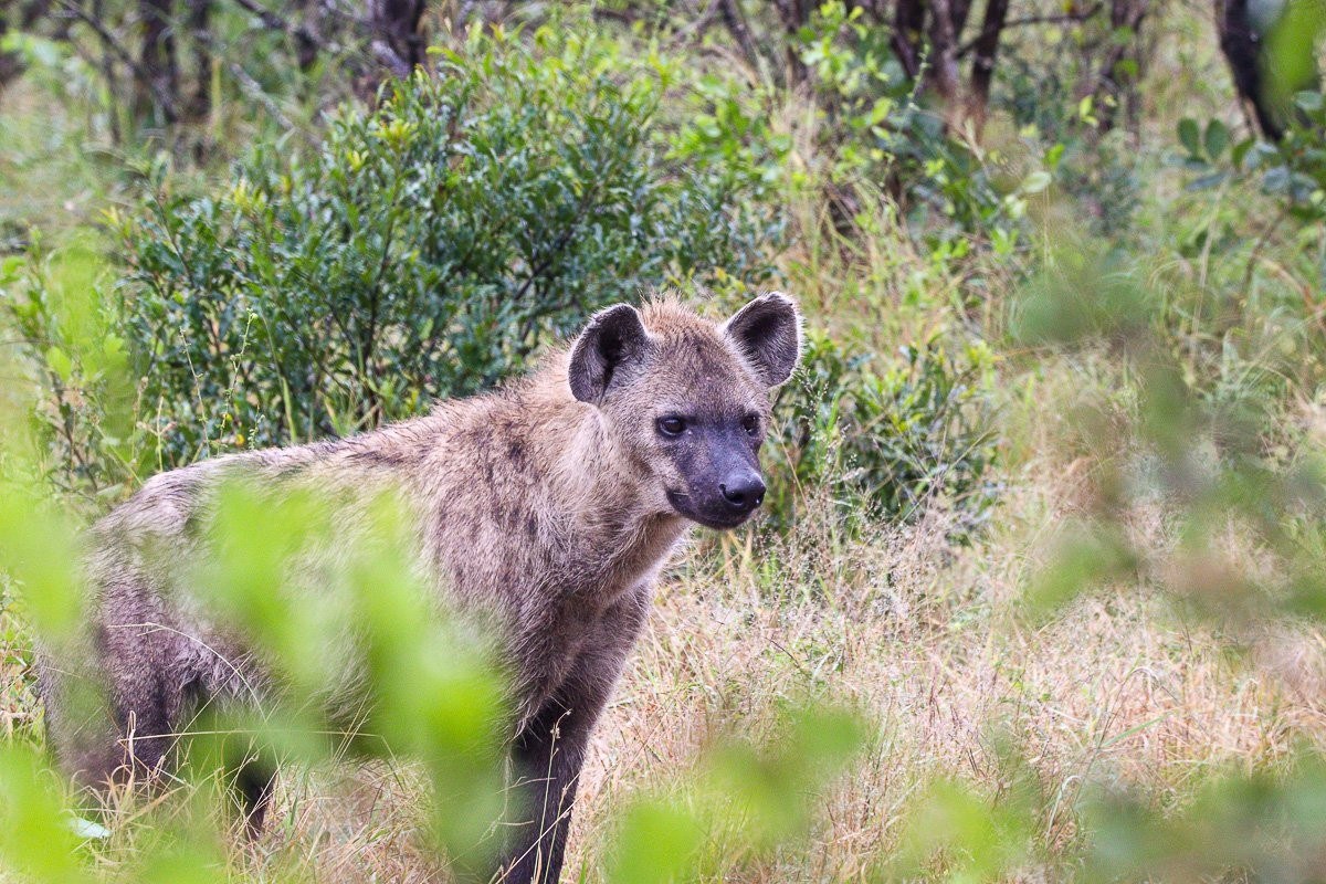 Spotted hyena walks alone through the reserve during the cooler morning hours.