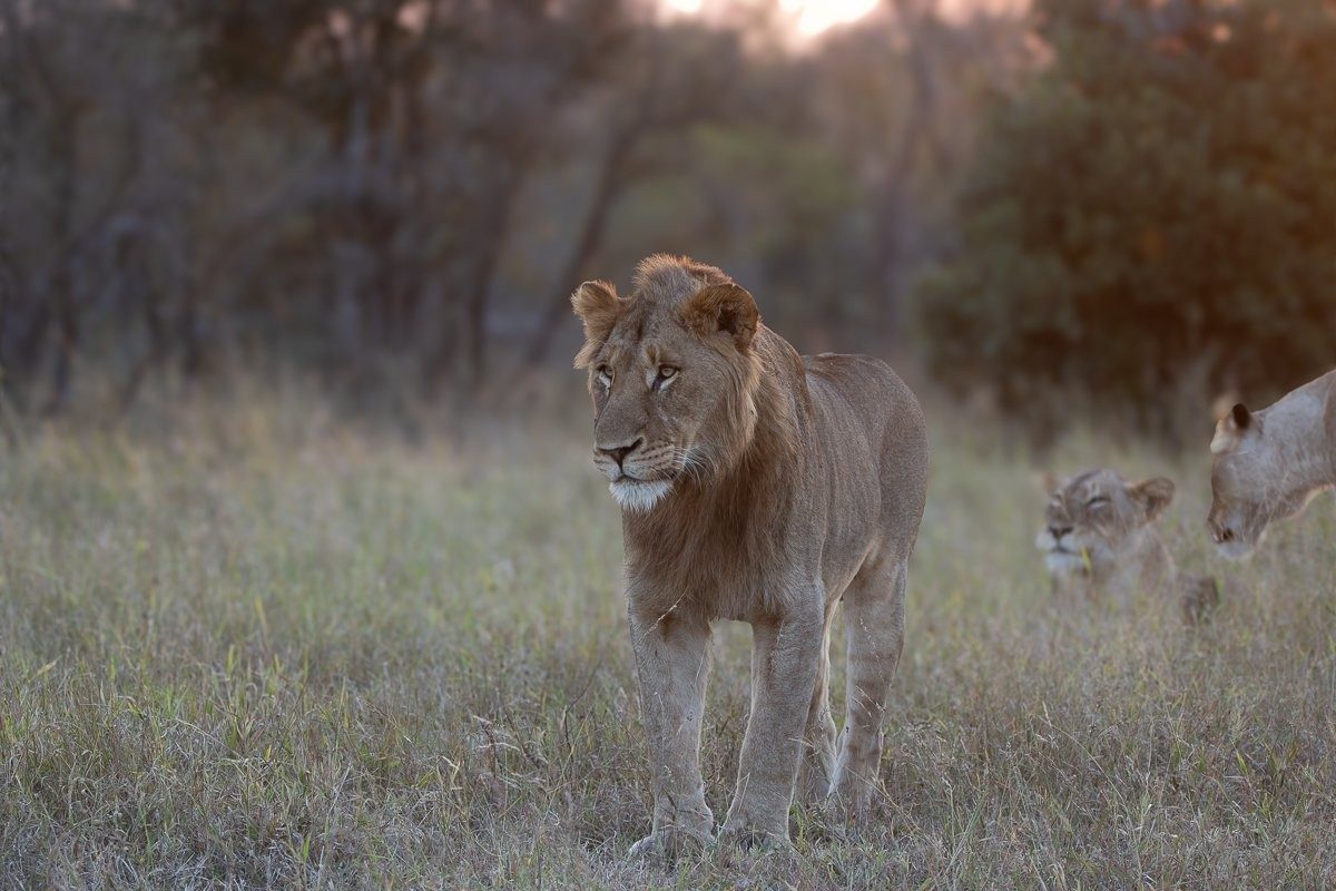 Msuthlu Pride resting in tall grass before continuing the hunt.