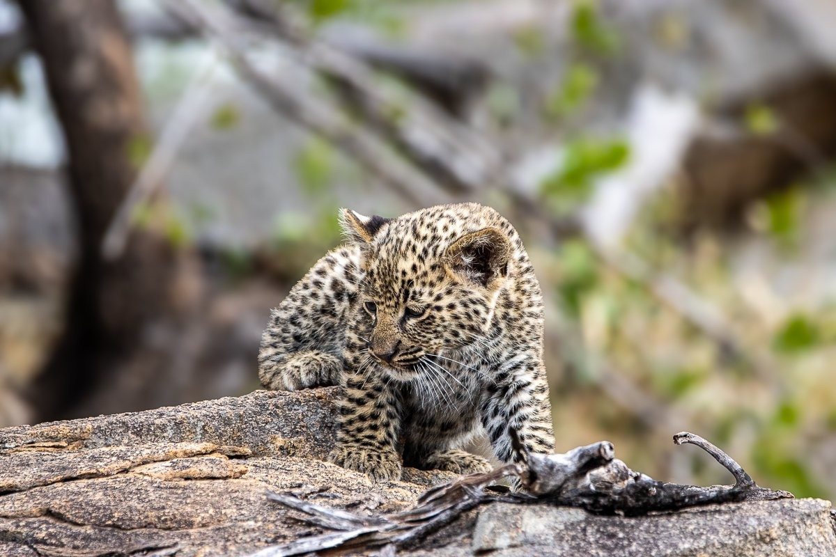 Sabi Sabi Ronald Mutero Golonyi Leopard Cubs Rocky Den 3
