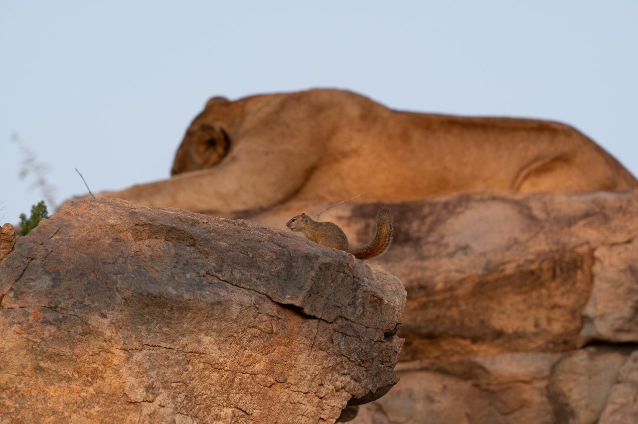 Sabi Sabi Viviane Ladner Southern Pride Lioness Afternoon Rest