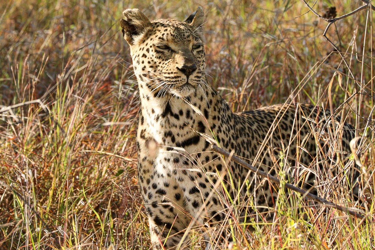 Ntsumi female leopard stalking impalas through dense grass and riverine vegetation.