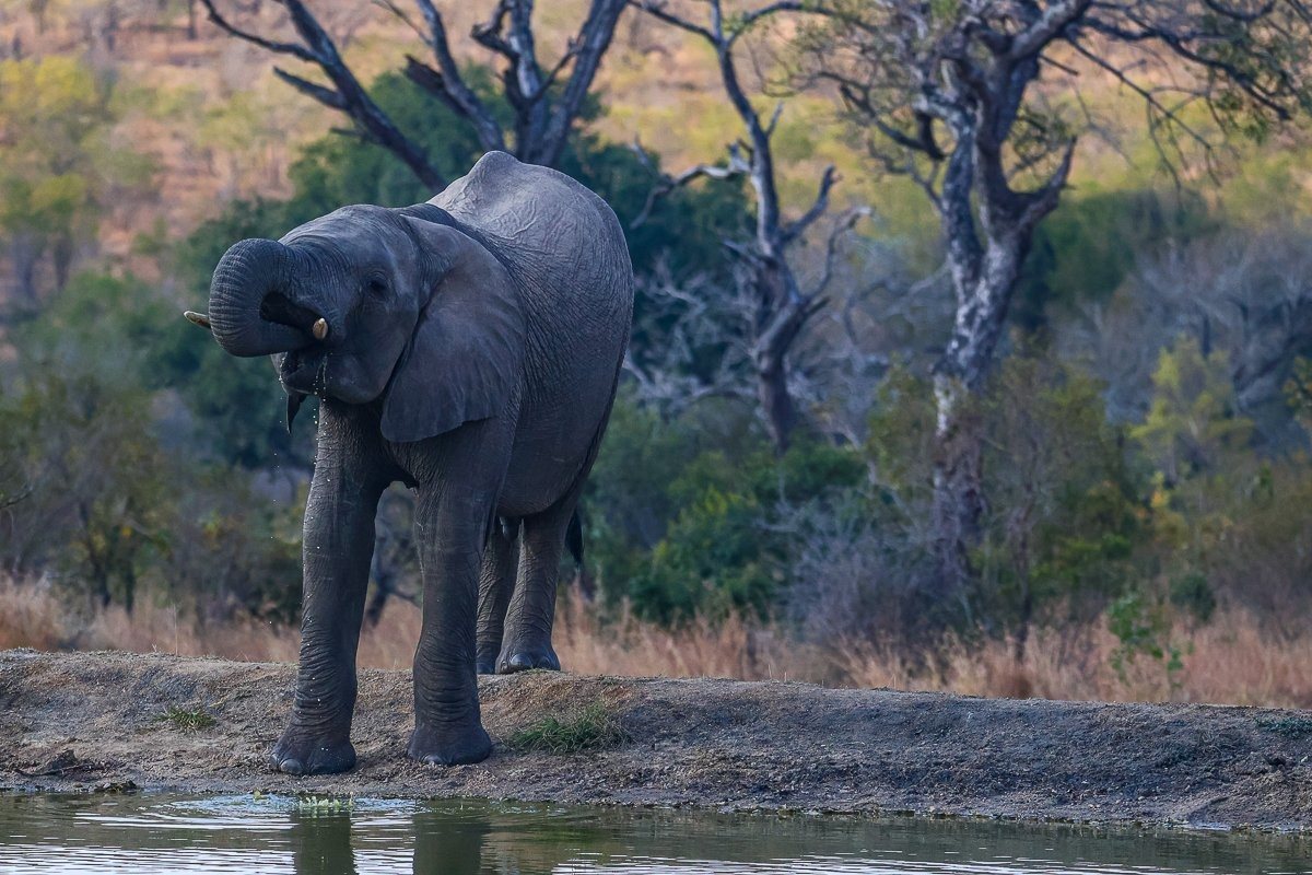 African elephants gathering at a waterhole after travelling long distances through the bush.