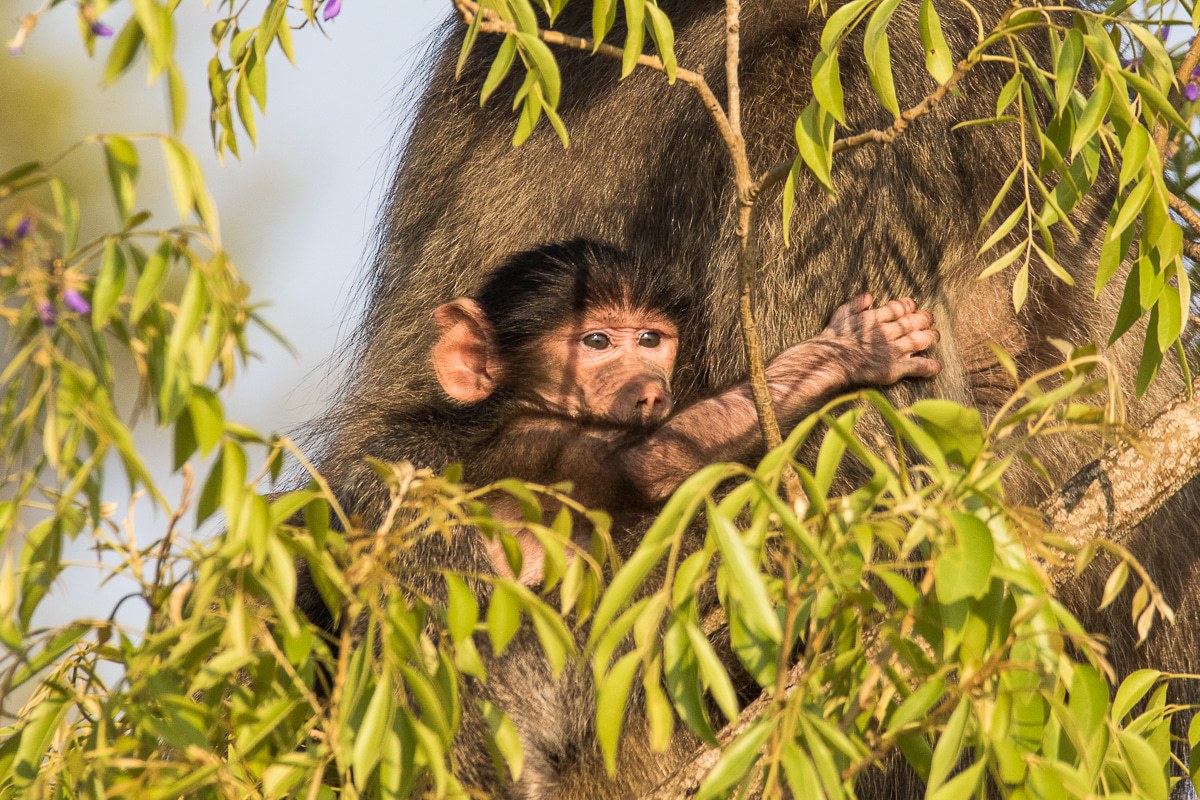 An infant chacma baboon captured holding on to its parent