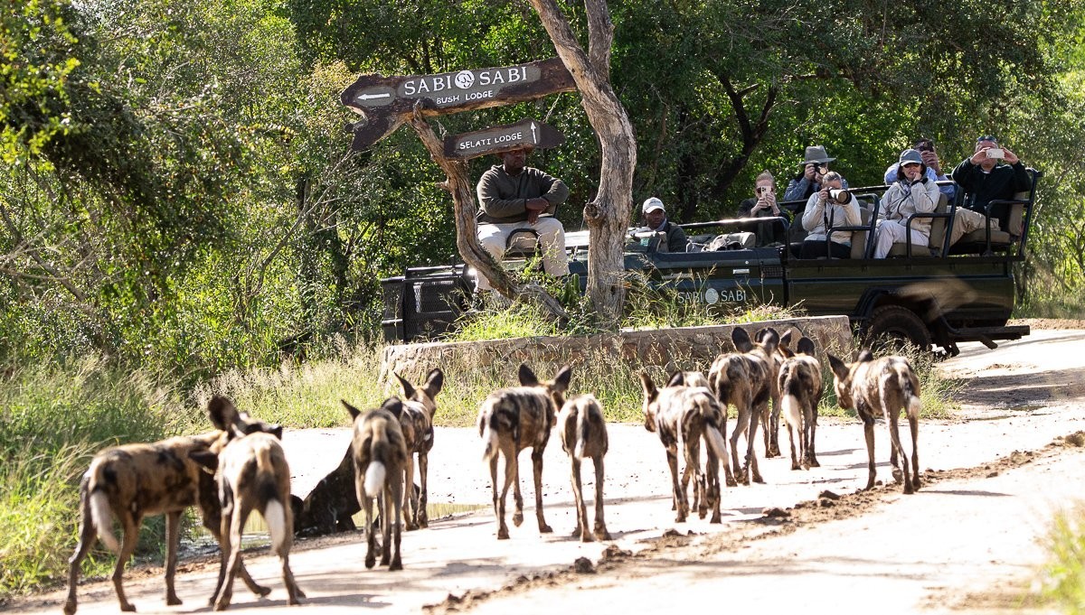 African wild dog in the Sabi Sabi wilderness