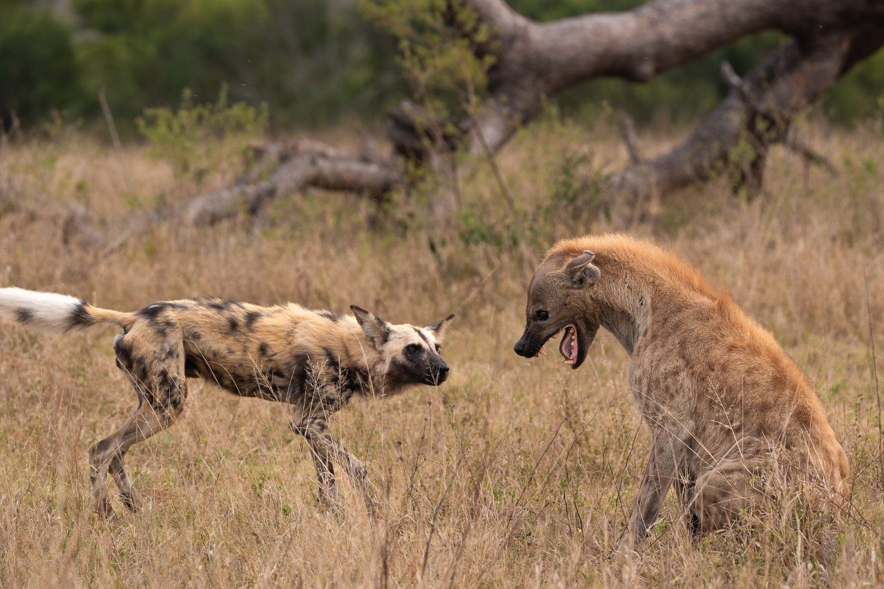 Sabi Sabi Viviane Ladner Wild Dog Pack And Spotted Hyena Standoff