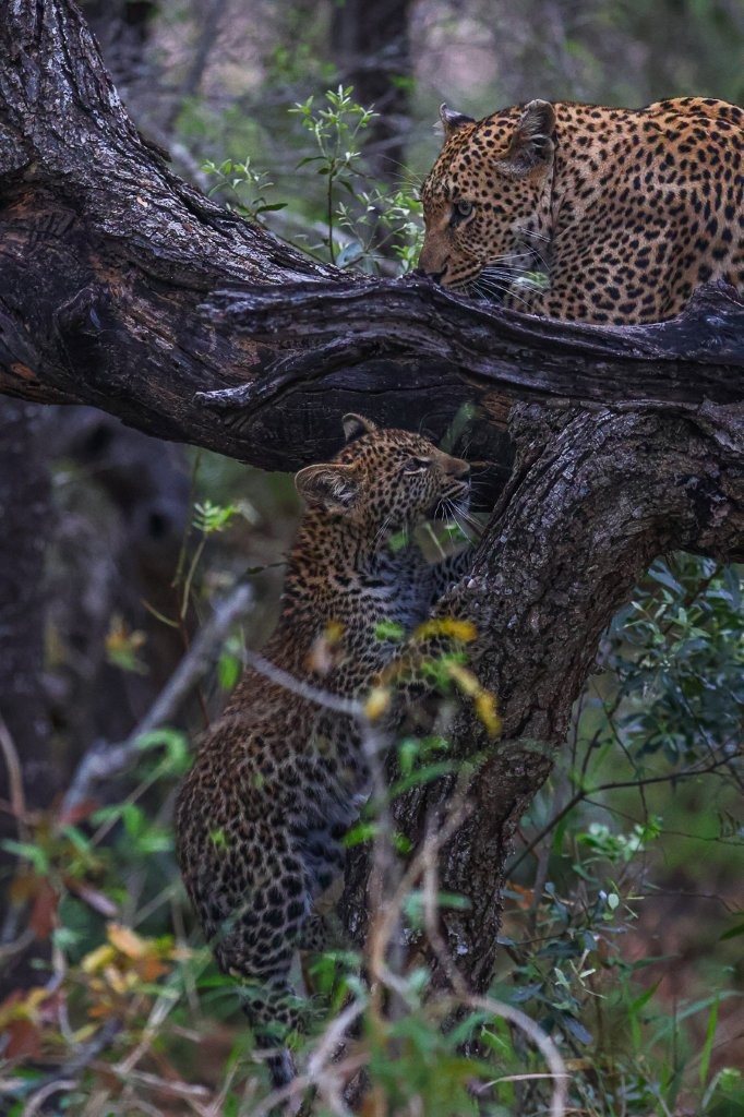 Sabi Sabi Ruan Mey Golonyi Leopardess Leading Cub To Safety