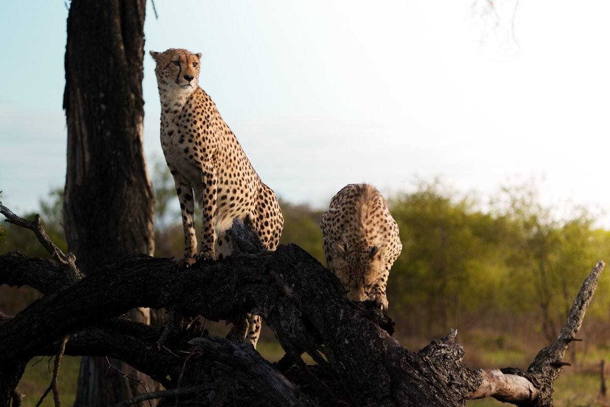 Male cheetah coalition stopping to scent-mark their territory 