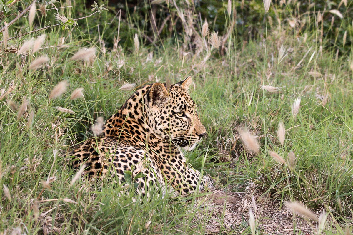 Leopard resting within the confines of long grass