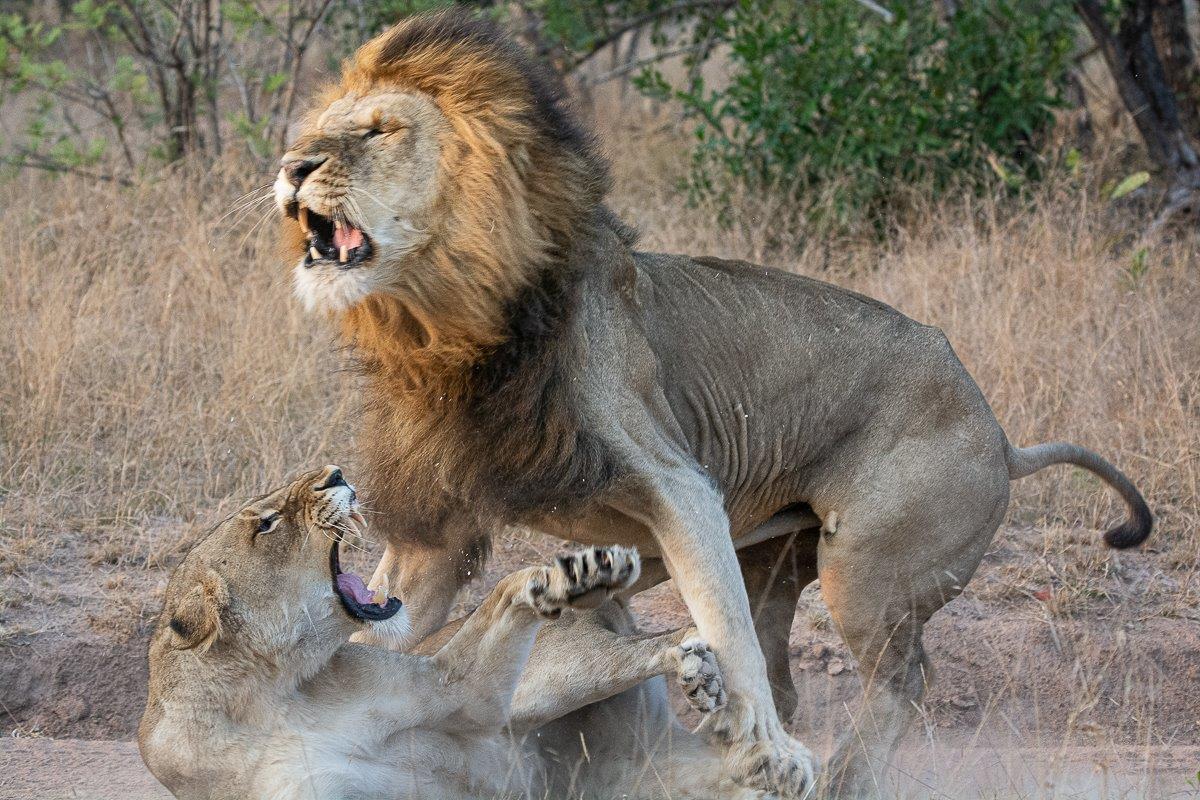 Talamati Gijima Mating Fight Ronald Mutero Talamati Gijima Mating Fight Ronald Mutero