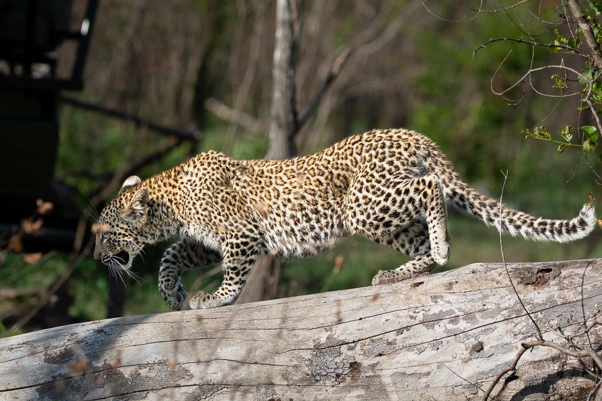The cub descends the tree after the threat has disappeared. The cub descends the tree after the threat has disappeared.