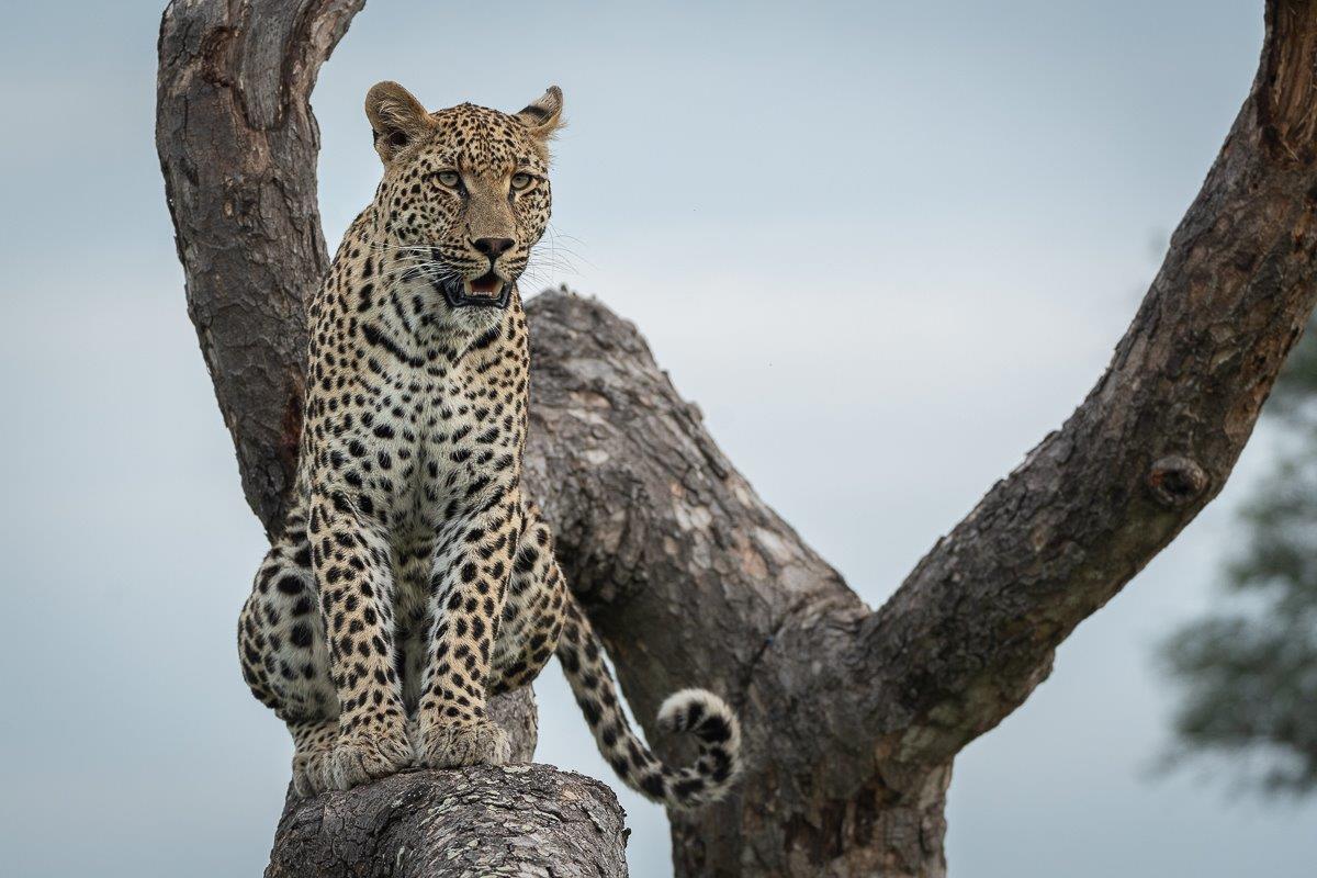 In today’s Taxonomy the leopard is named Panthera pardus. In today’s Taxonomy the leopard is named Panthera pardus.