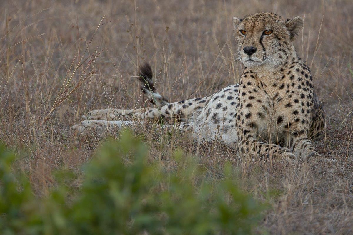 Female cheetah lounging in a vast open area. Female cheetah lounging in a vast open area.