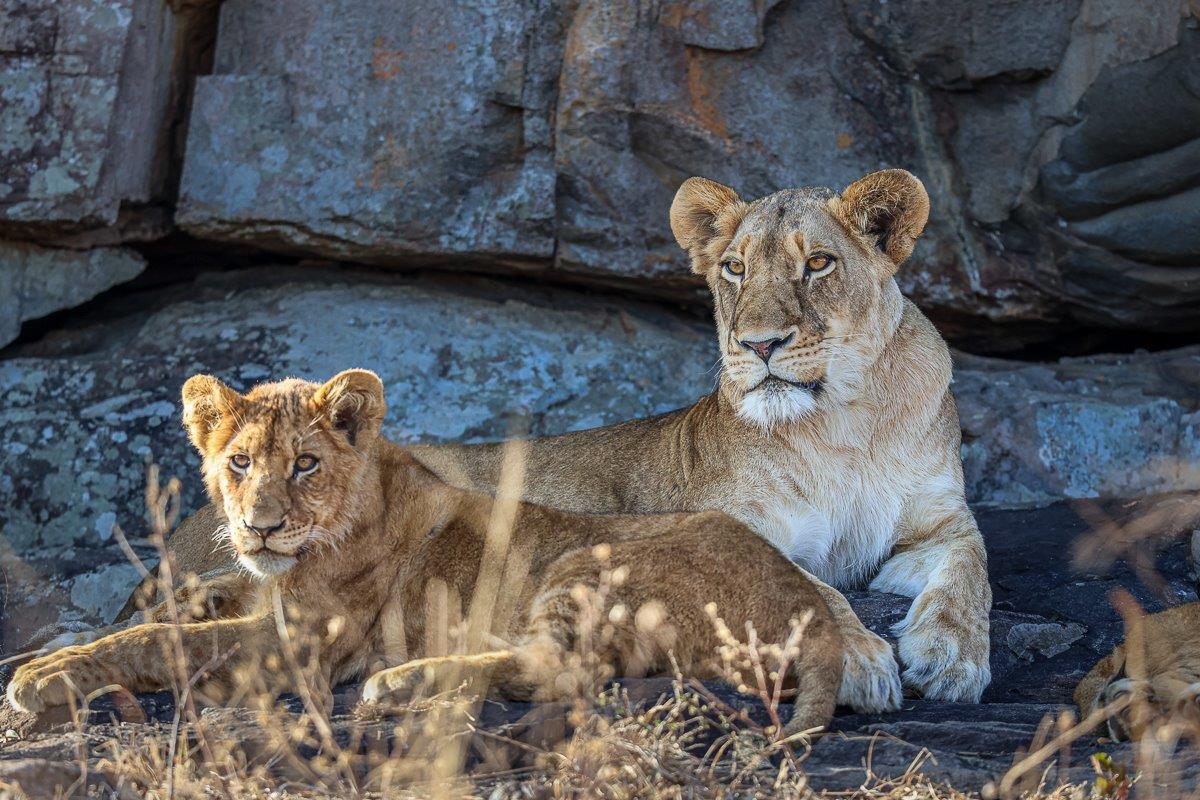 Sabi Sabi Ronald Mutero Southern Pride Cub Female Sabi Sabi Ronald Mutero Southern Pride Cub Female