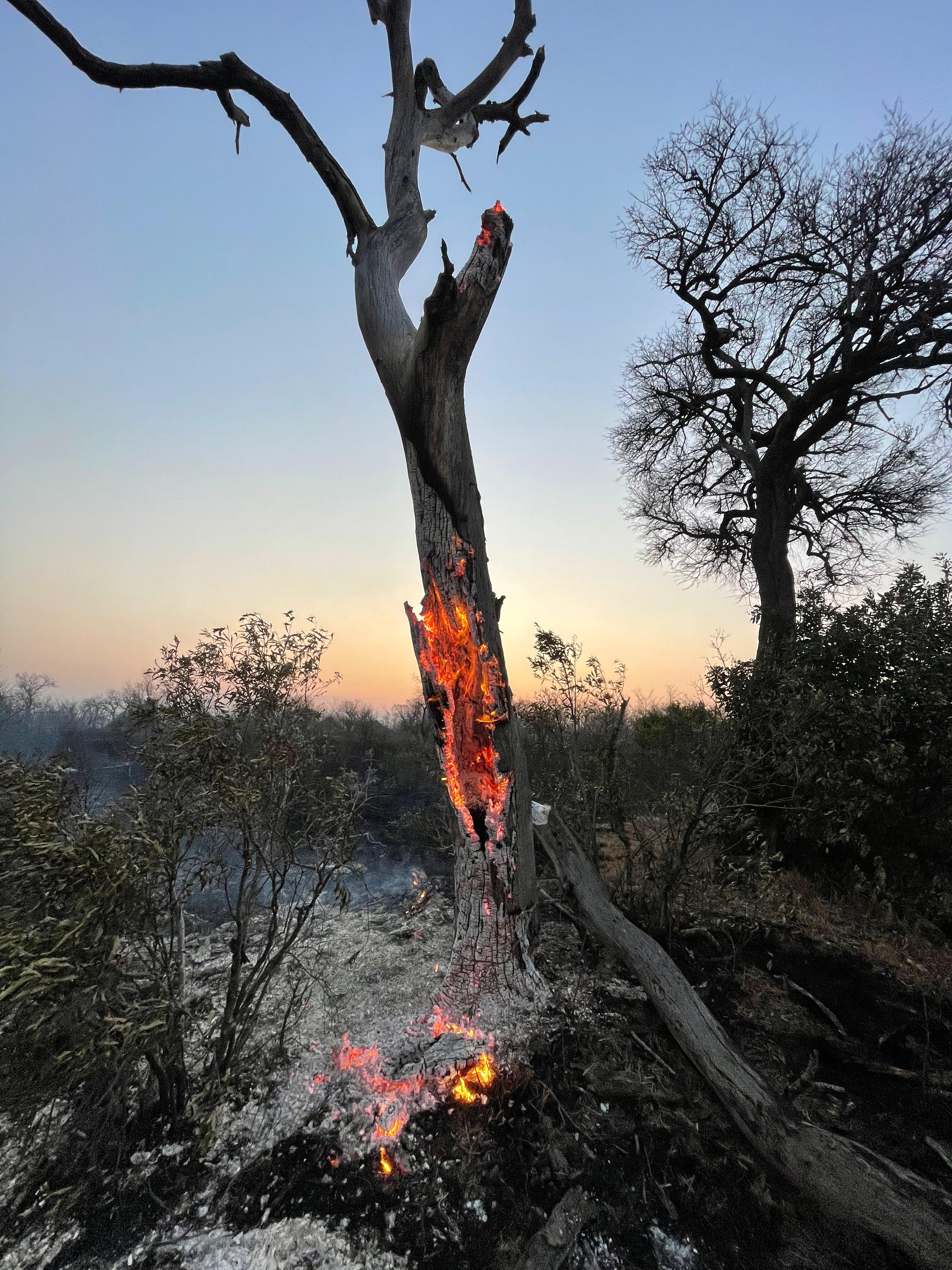 The inside of a tree burns bright orange. The inside of a tree burns bright orange.