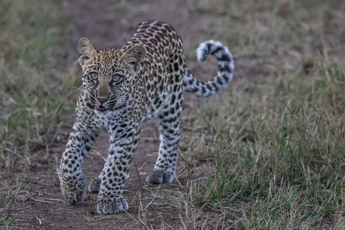 Golonyi's cub is looking healthy and strong. Golonyi's cub is looking healthy and strong.