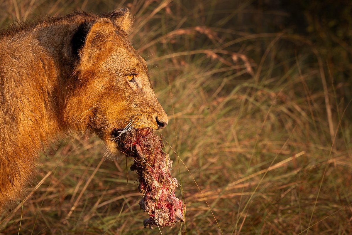 Sabi Sabi Jp Van Rooyen Msuthlu Pride With Kill Sabi Sabi Jp Van Rooyen Msuthlu Pride With Kill