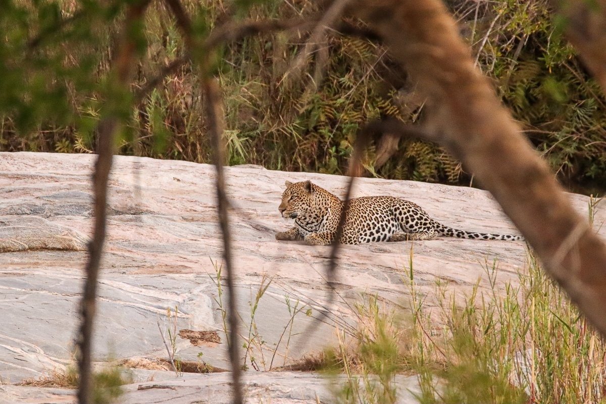 Khulwana putting on a display of yawning and stretching