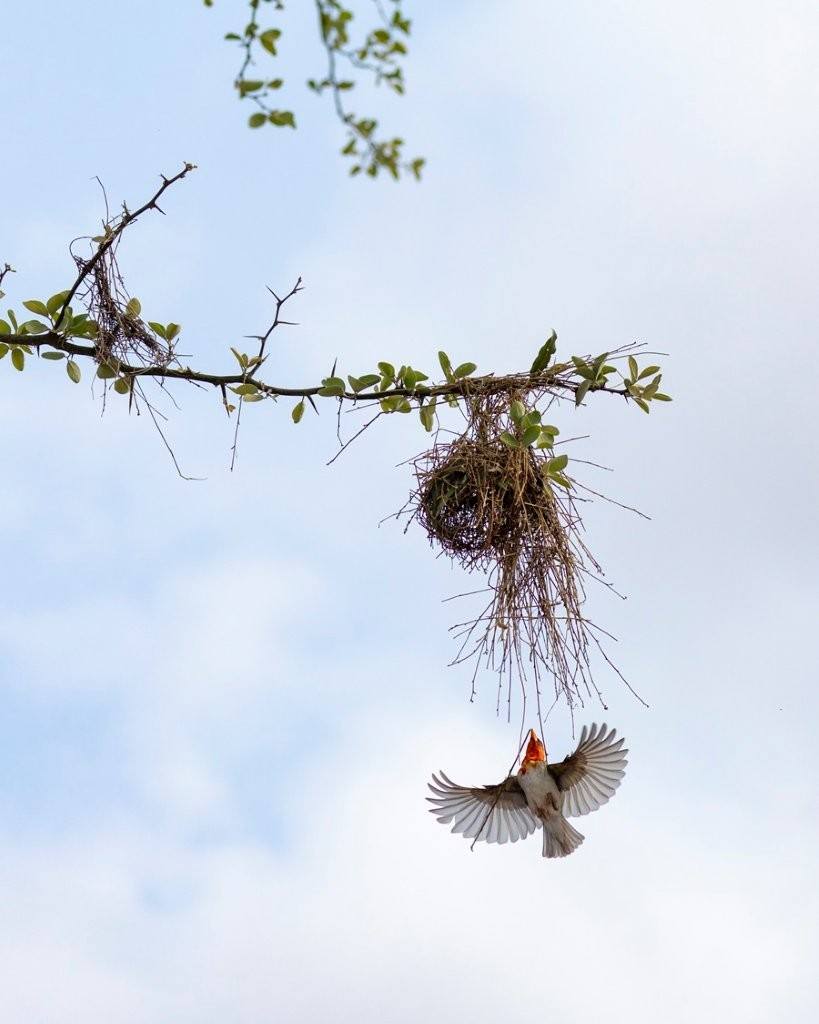 Sabi Sabi Benjamin Loon Red Headed Weaver Makes Nest Sabi Sabi Benjamin Loon Red Headed Weaver Makes Nest