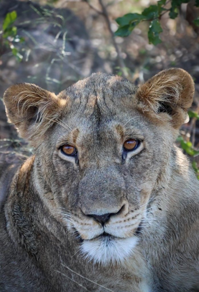Sabi Sabi Jan Nel Msuthlu Young Lion