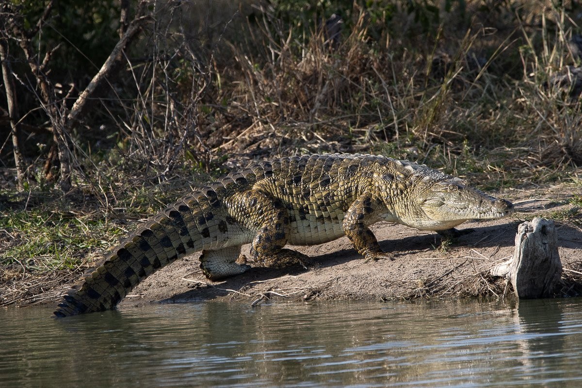 Sabi Sabi Ronald Mutero Crocodile