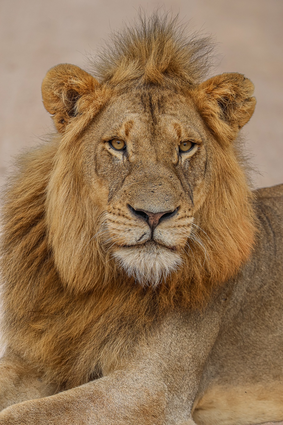 Sabi Sabi Ruan Mey Lion Male