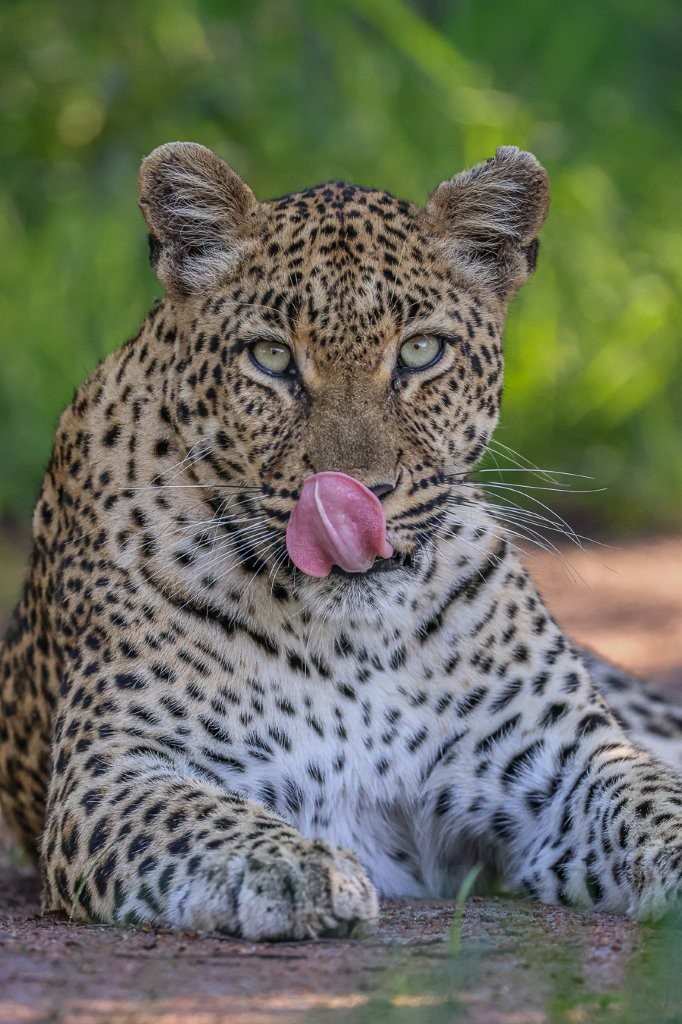 The intensity of a leopard's stare.