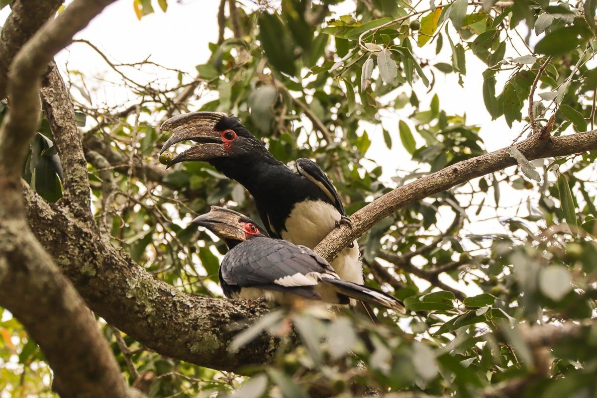 The Trumpeter Hornbill breeding pair flew from tree to tree with the male searching for small fruits to feed his female