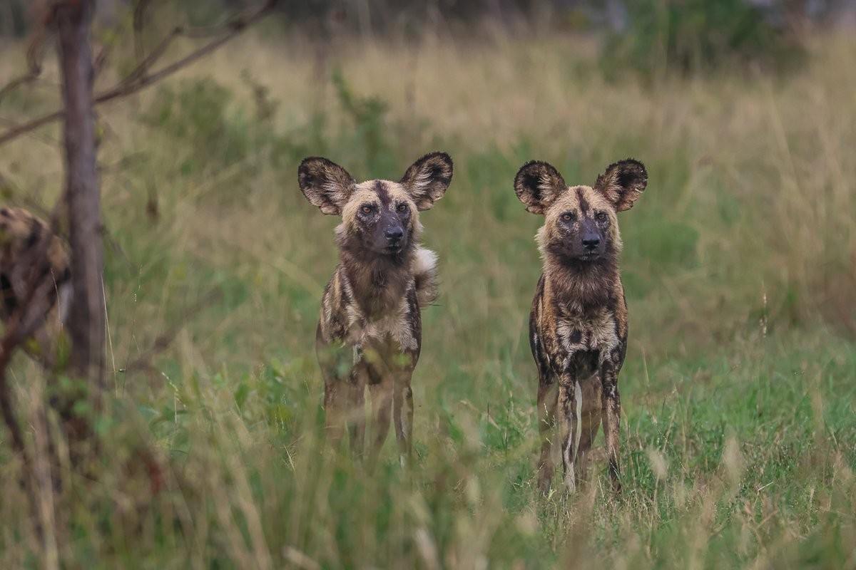 African wild dogs running along a road during a hunt.