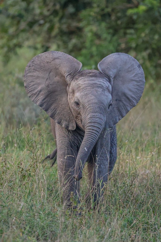 Sabi Sabi Ruan Mey Elephant Calf Plays