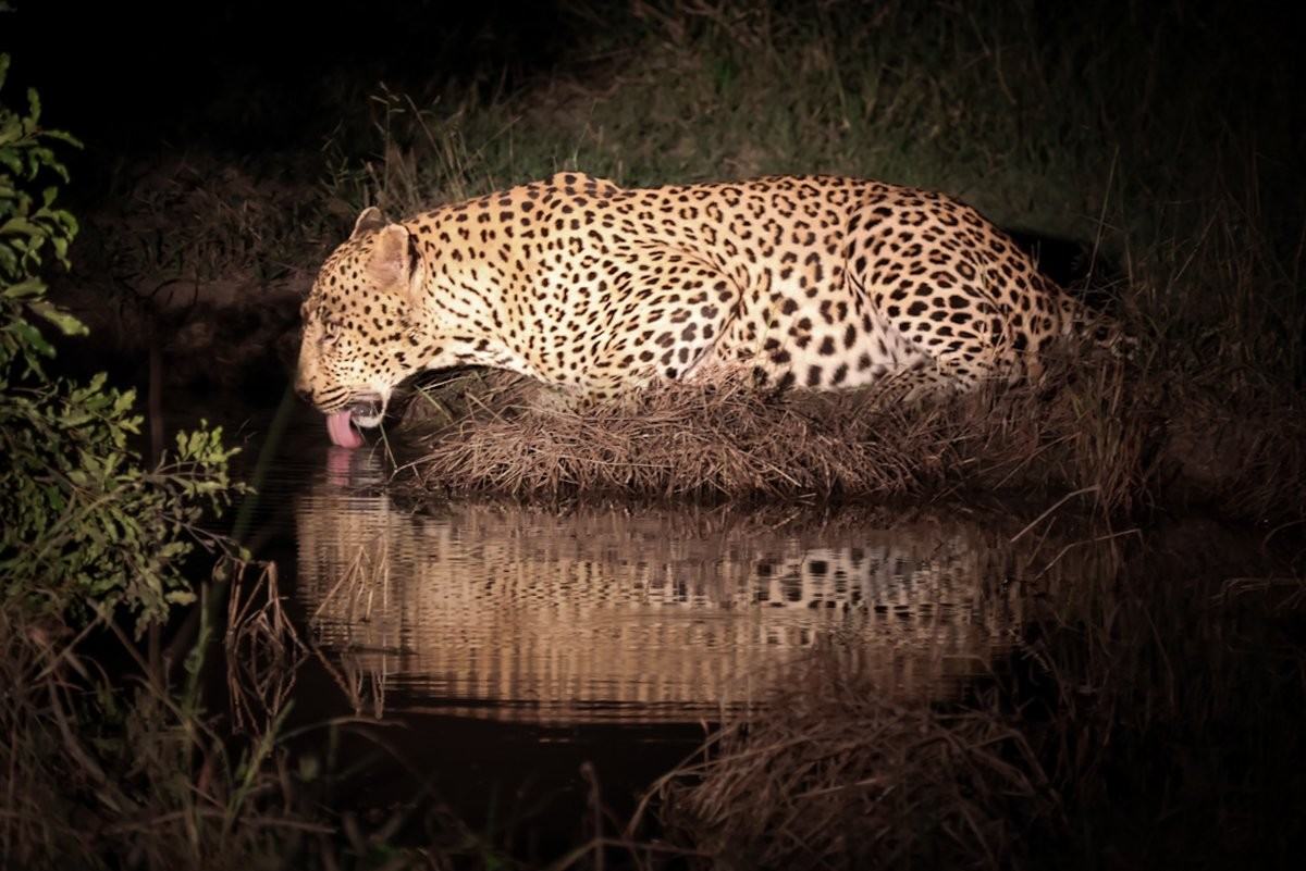 Young male leopard drinking water with reflection visible below.