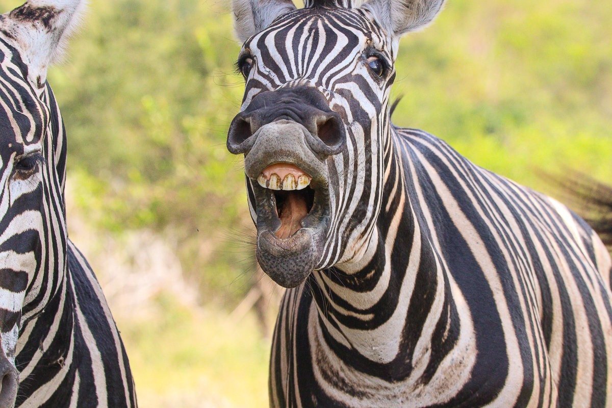 Zebra yawning beside a safari vehicle during an afternoon game drive