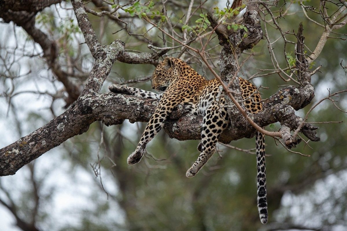 Tengile watching over her cub and impala kill from the tree.
