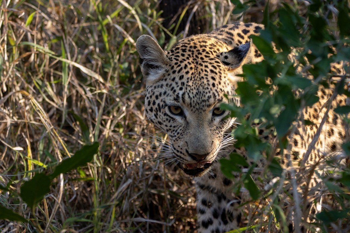 Jacana female leopard in a tense standoff with hyenas over an impala carcass.