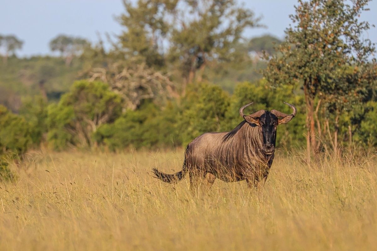 A territorial Blue wildebeest bull standing alert in golden afternoon grassland.