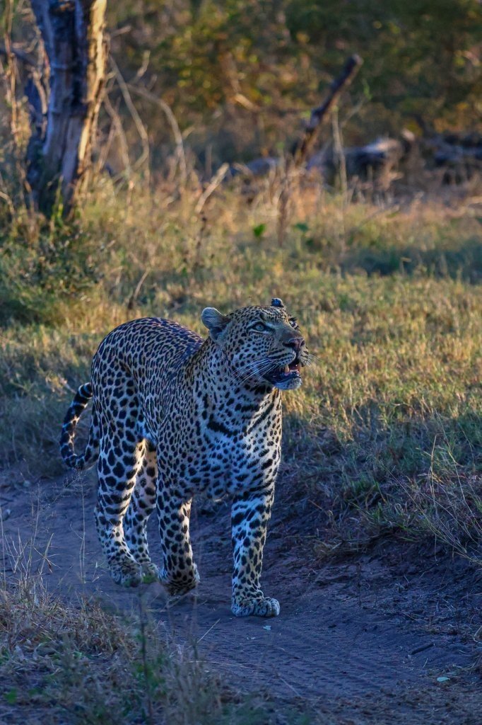 Khulwana male leopard scent-marking as he expands his territory through the reserve.