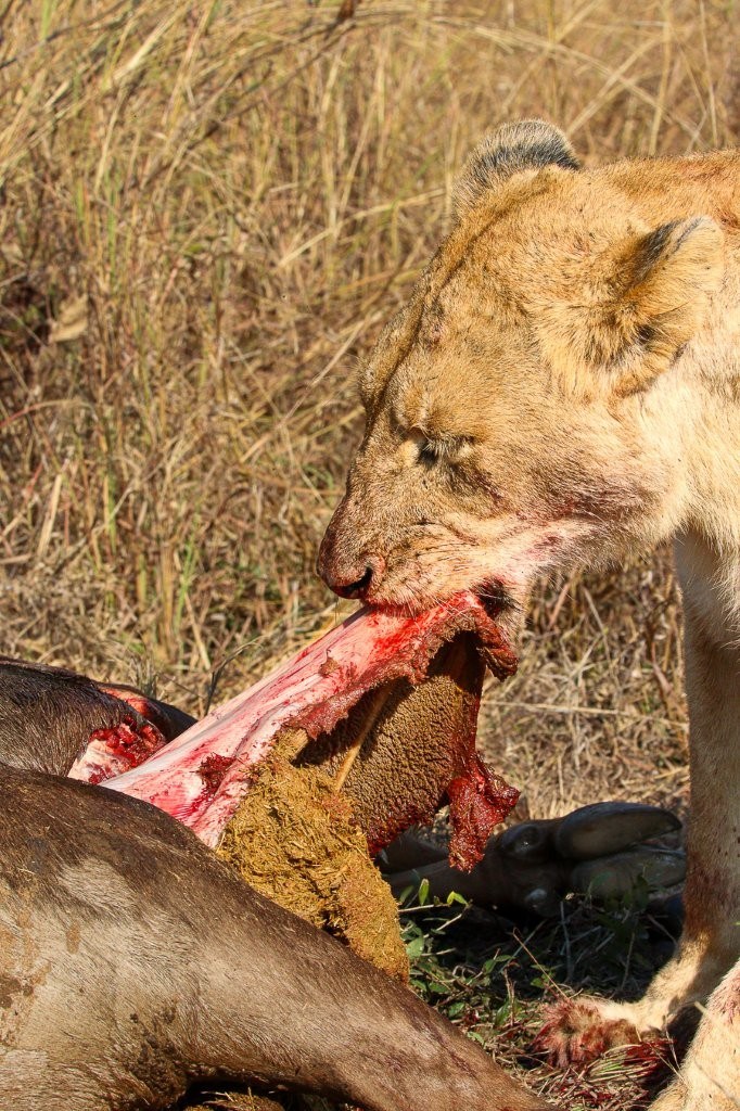Southern Pride lioness feeding at a wildebeest kill