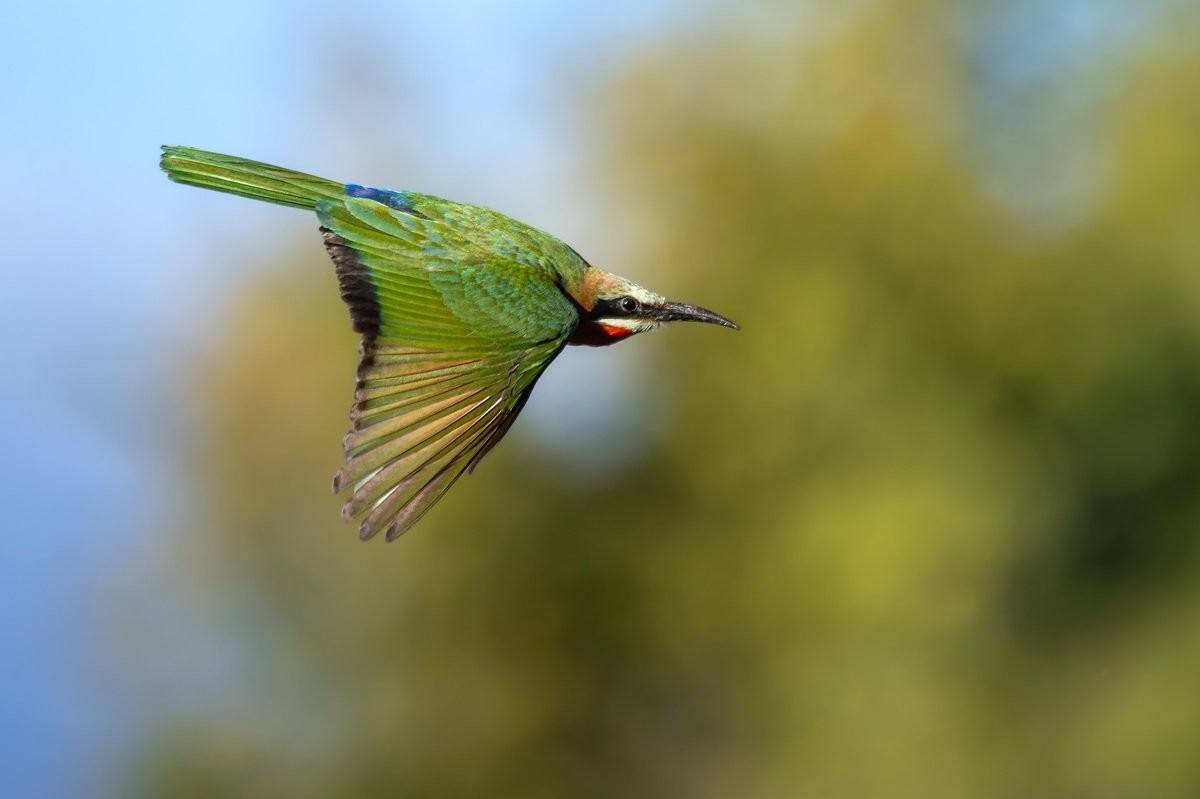 Sabi Sabi Benjamin Loon White Fronted Bee Eater Catching Insects Over Sabie River