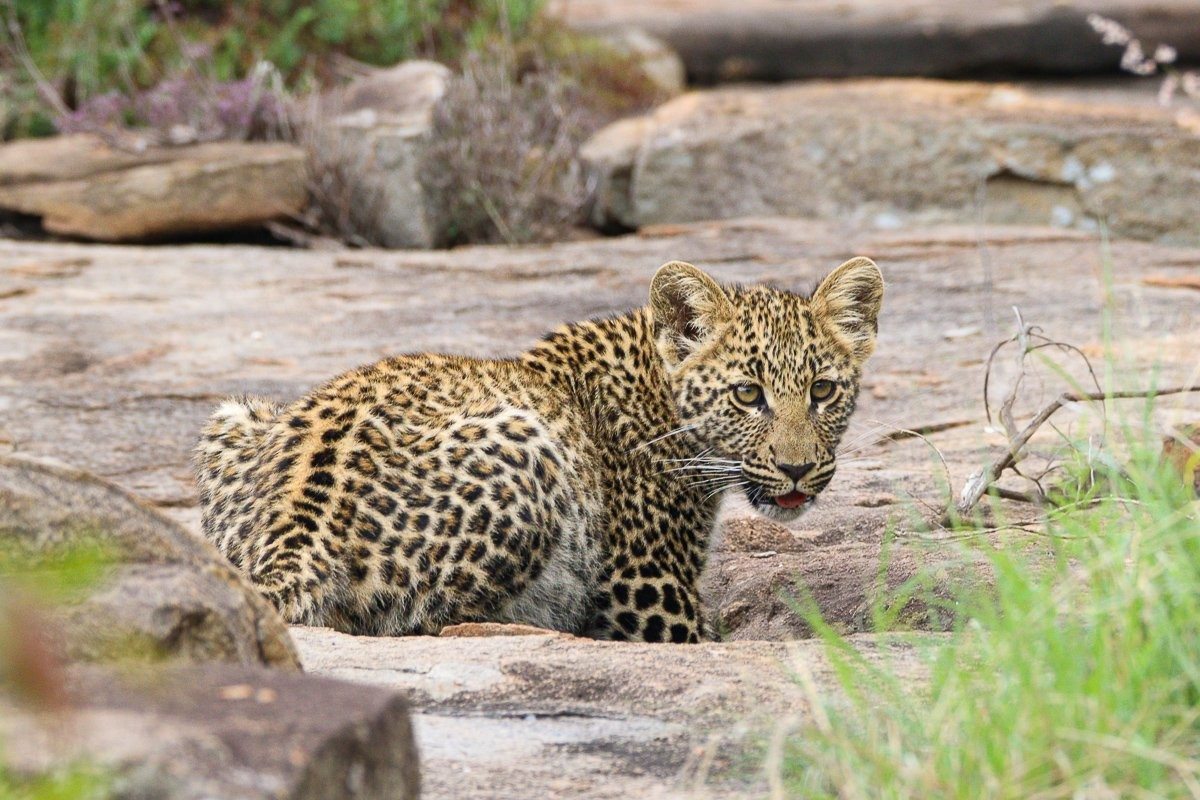 Golonyi’s young leopard cub beside a duiker carcass on a rocky outcrop