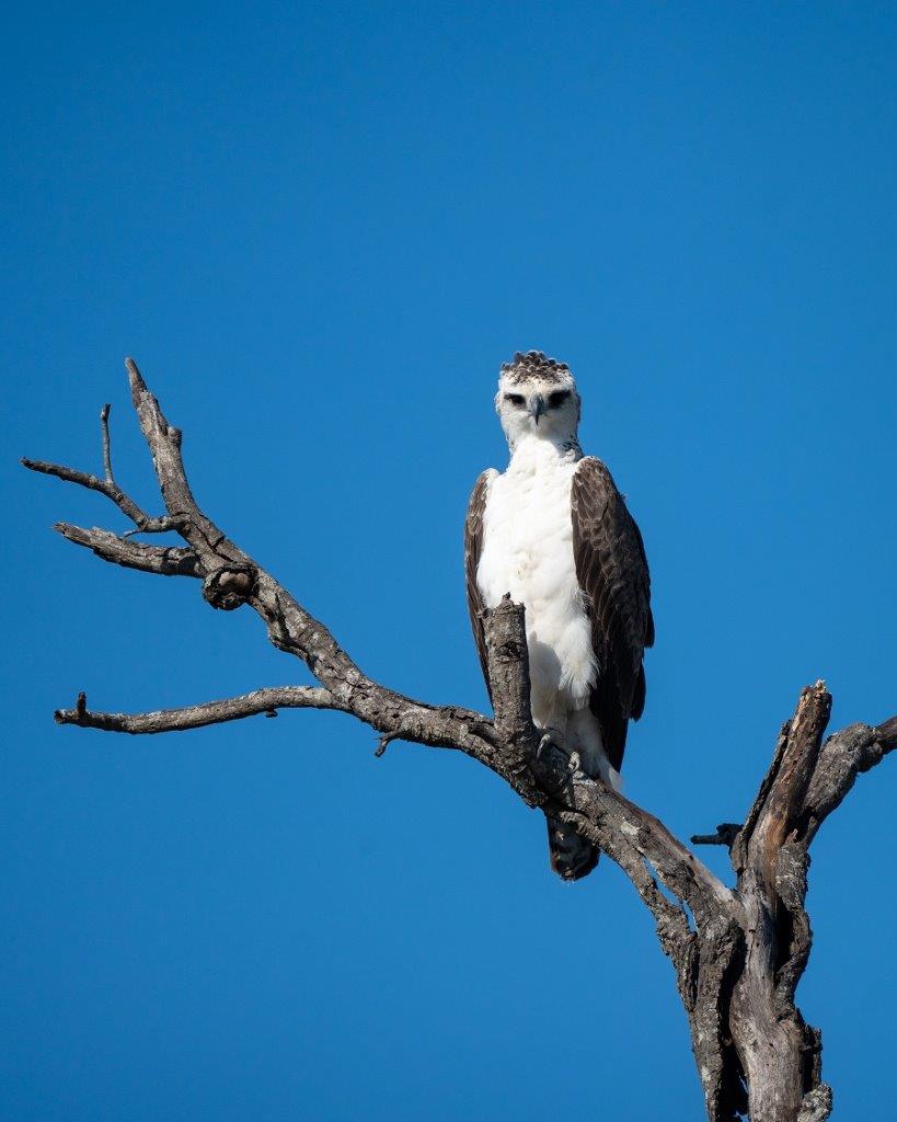 A Martial Eagle scans its surroundings from the vantage point of a tall branch. 