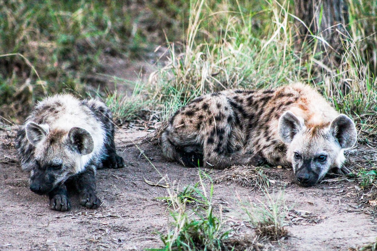 Hyenas often hang around in big clans which gives them the look of the “bushveld robbers”. Hyenas often hang around in big clans which gives them the look of the “bushveld robbers”.